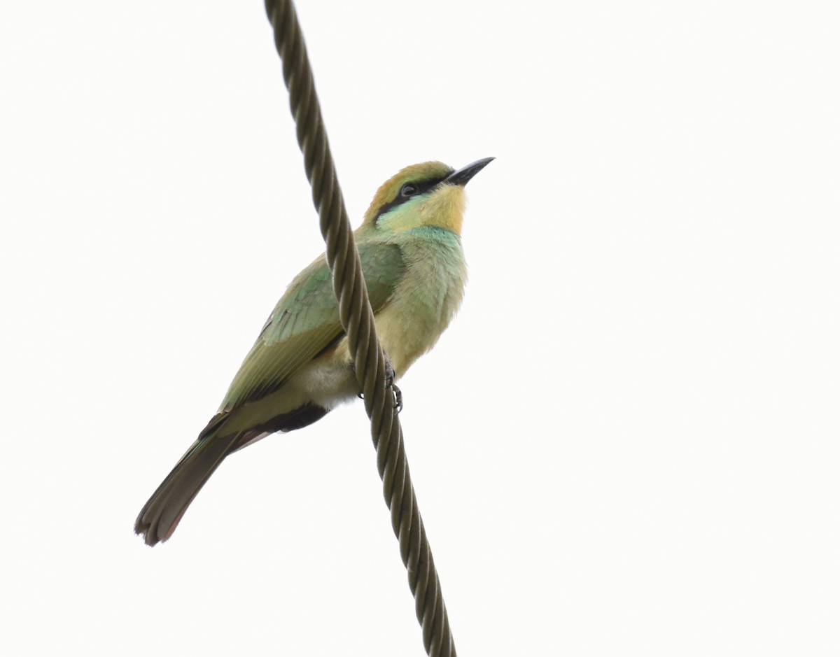 Asian Green Bee-eater - ML607839891