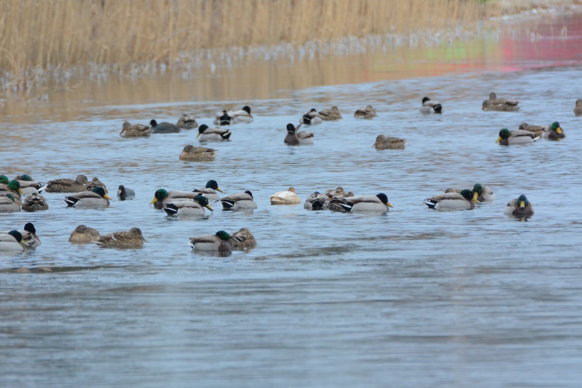 Canard colvert - ML60783991