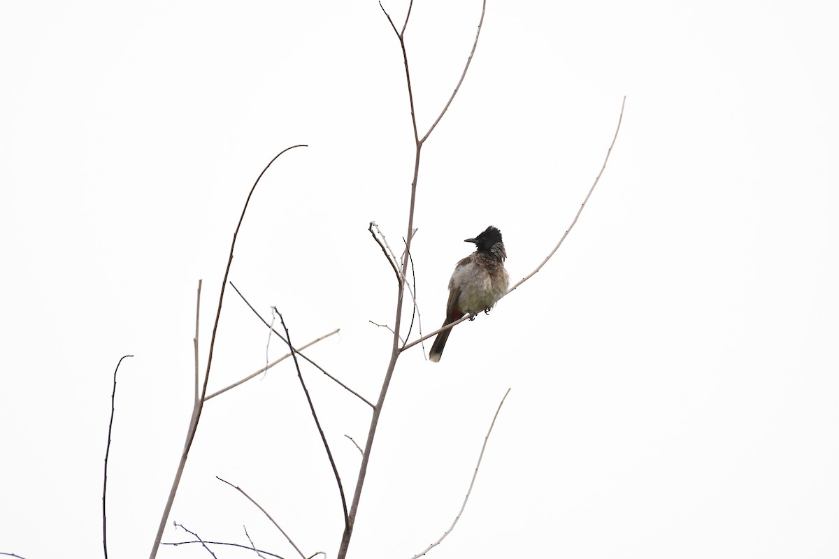 Bulbul à ventre rouge - ML607839911