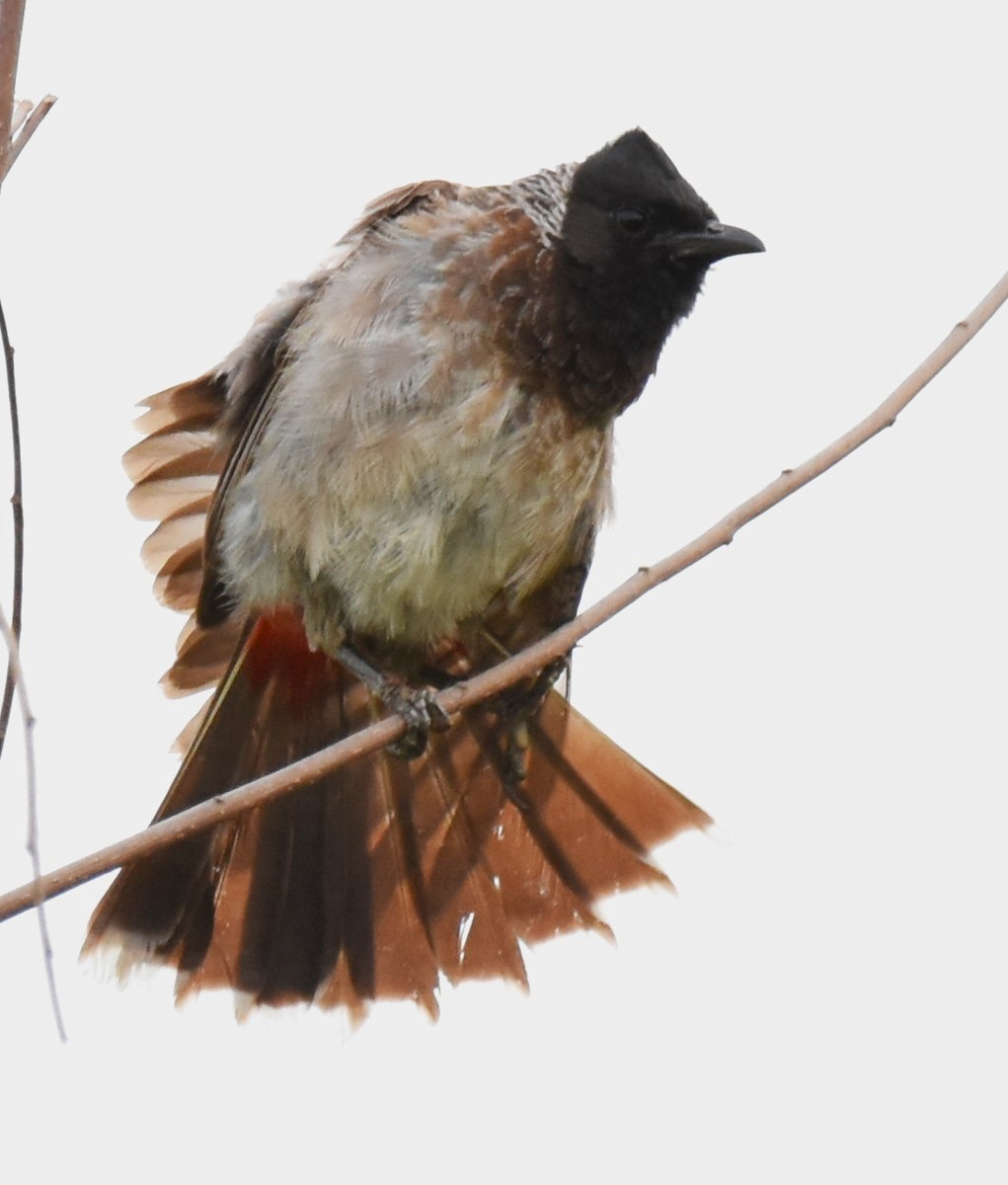 Bulbul à ventre rouge - ML607839921