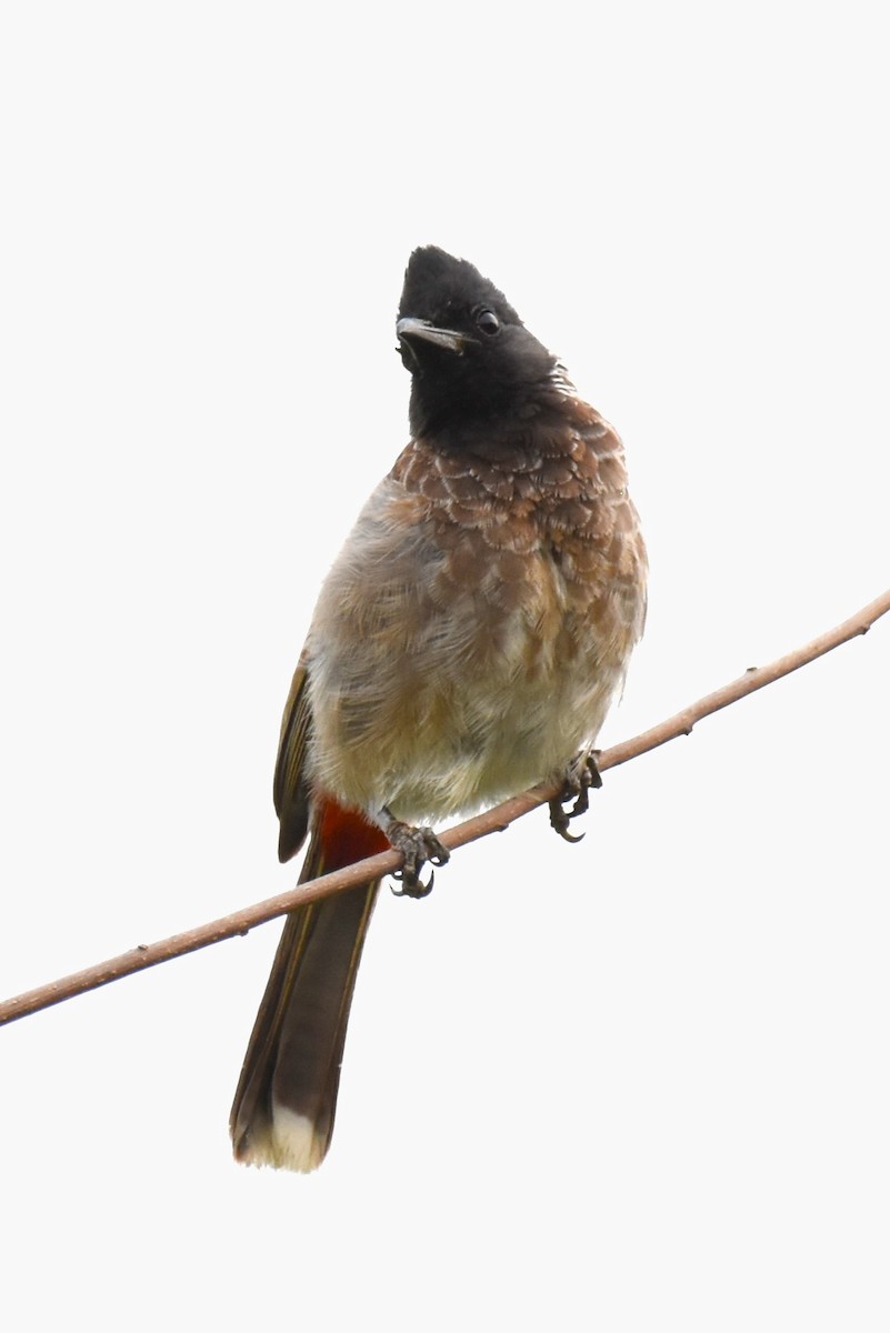 Red-vented Bulbul - ML607840011