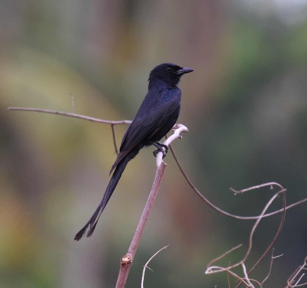 Black Drongo - ML607840061