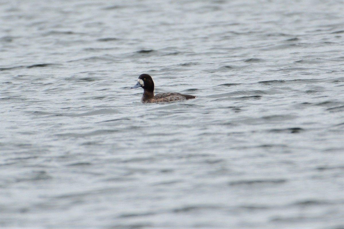 Greater Scaup - ML607840611