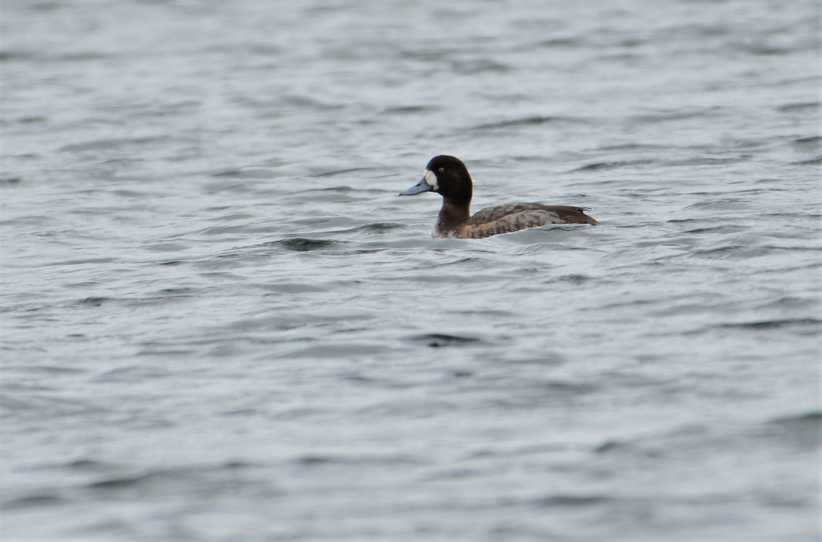 Greater Scaup - ML607840621