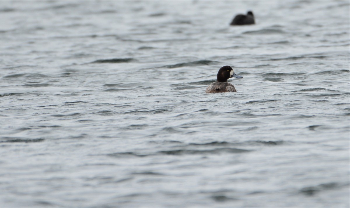 Greater Scaup - ML607840631