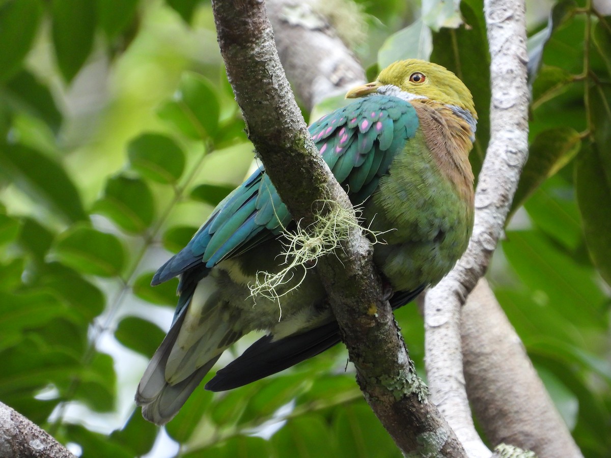 Pink-spotted Fruit-Dove - ML607842161