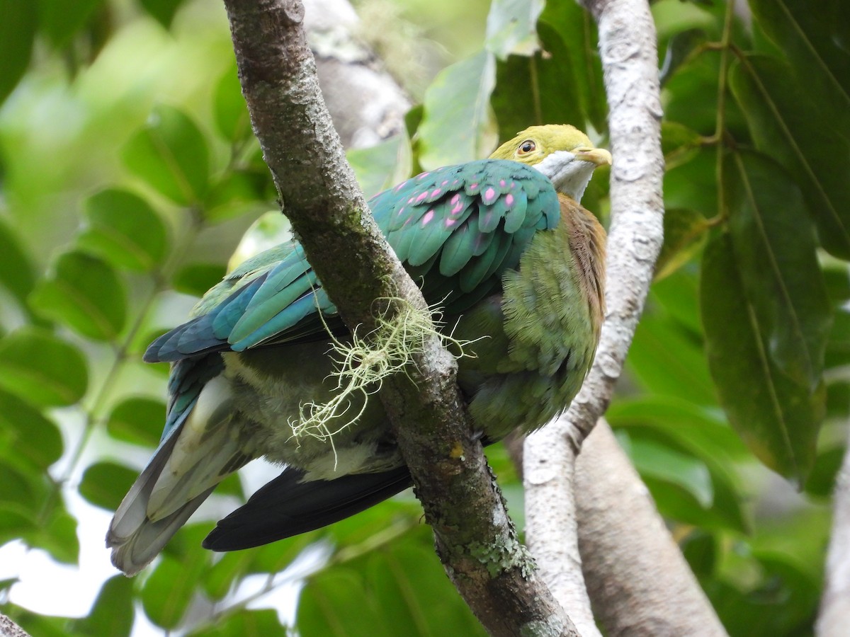 Pink-spotted Fruit-Dove - ML607842441