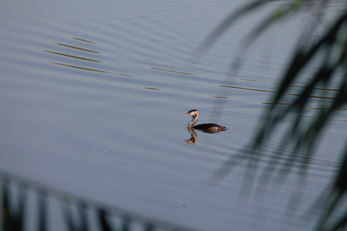 Great Crested Grebe - ML607842501