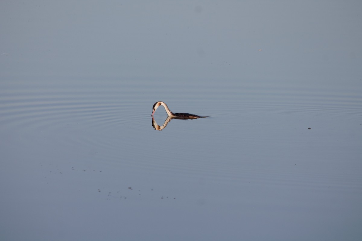 Great Crested Grebe - ML607842511