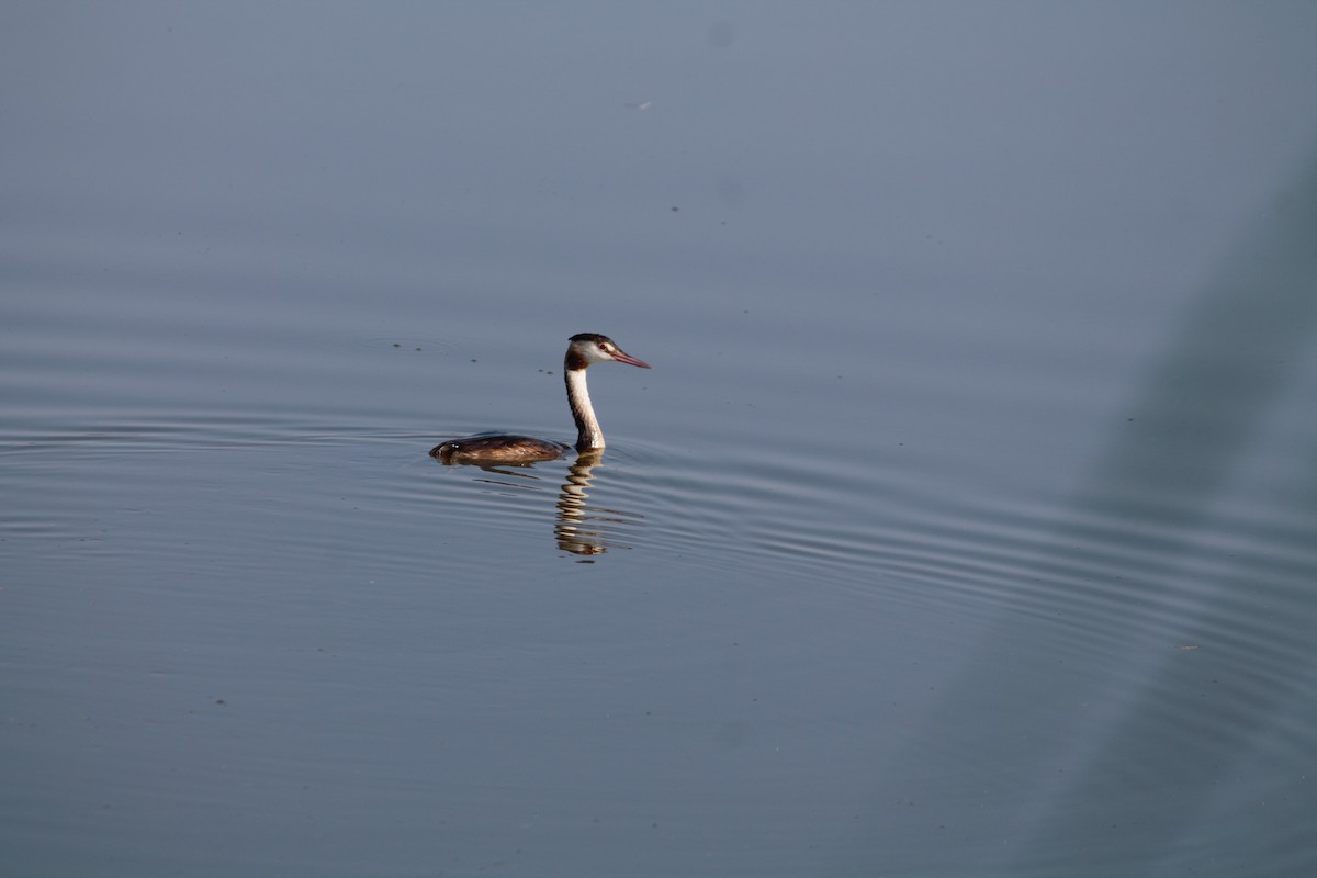 Great Crested Grebe - ML607842521