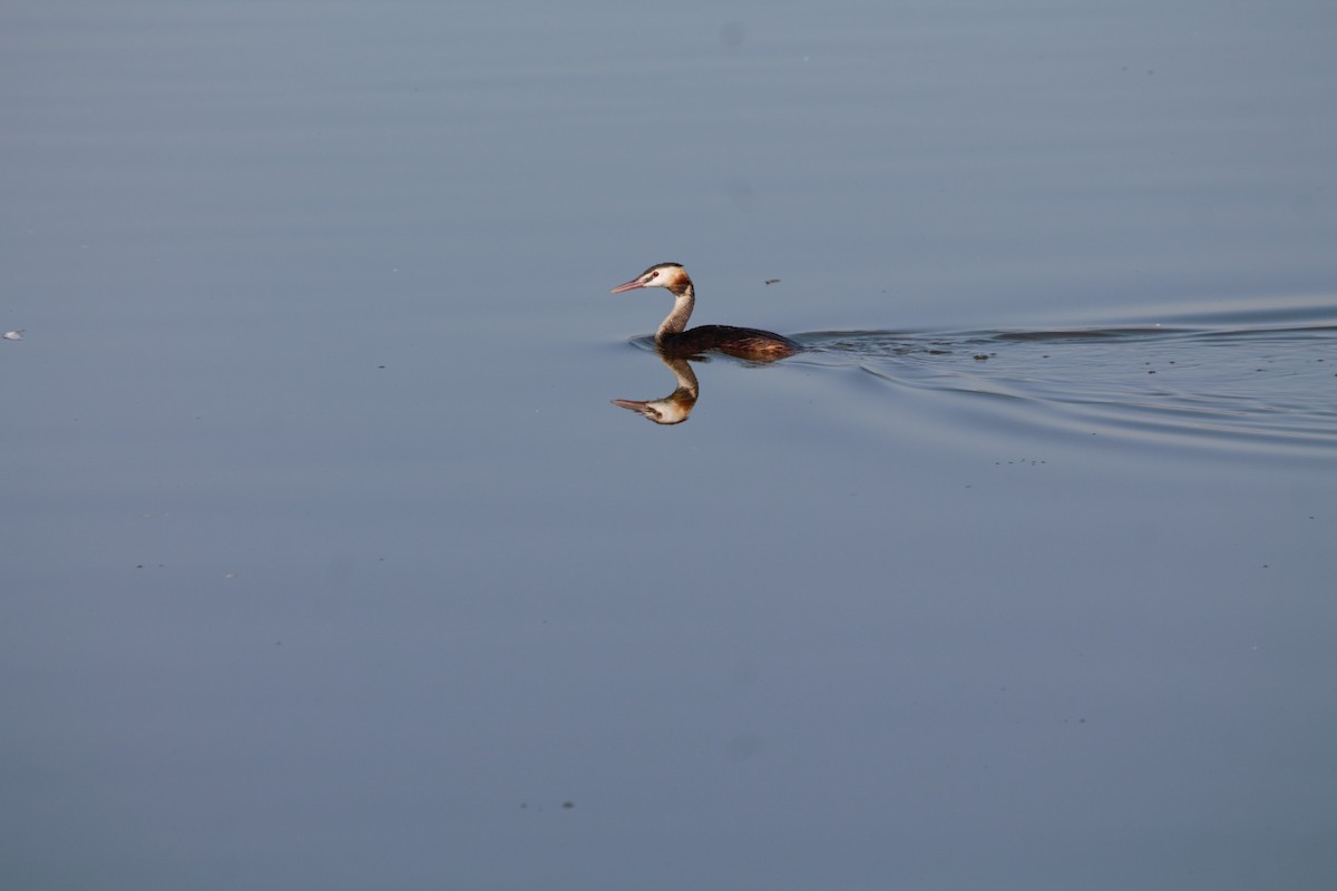 Great Crested Grebe - ML607842531