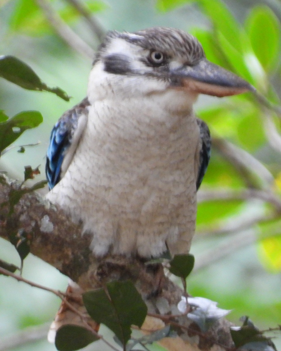 Blue-winged Kookaburra - ML607842961