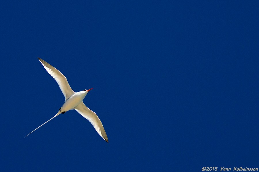 Red-billed Tropicbird - ML60784351