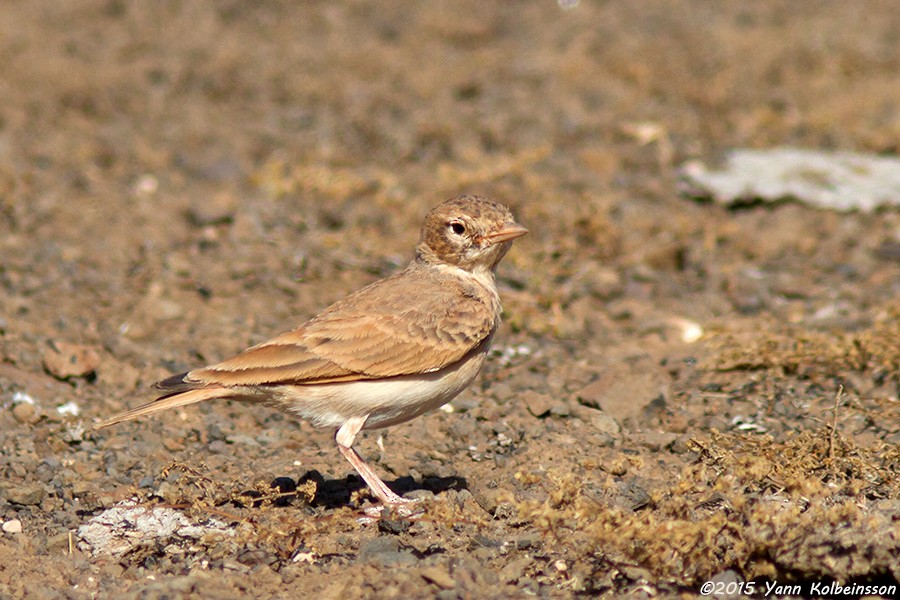 Bar-tailed Lark - ML60784371