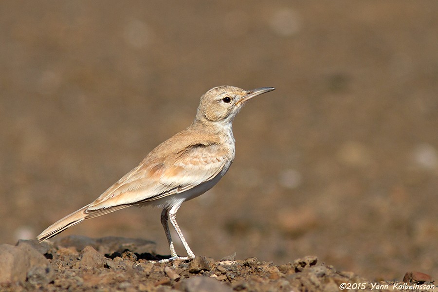 Greater Hoopoe-Lark - ML60784381