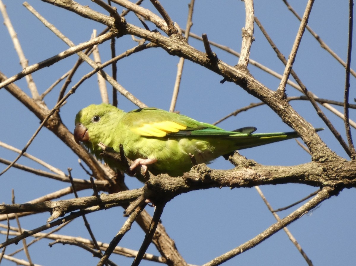 Yellow-chevroned Parakeet - ML607844131