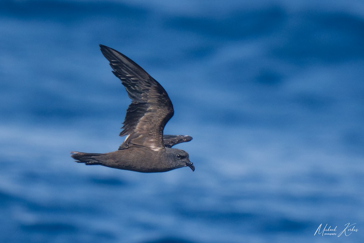 Swinhoe's Storm-Petrel - micha korkus