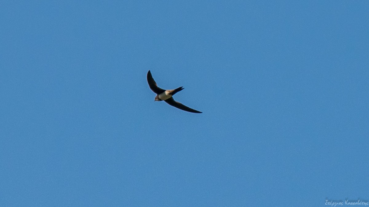 Alpine Swift - ML607845821