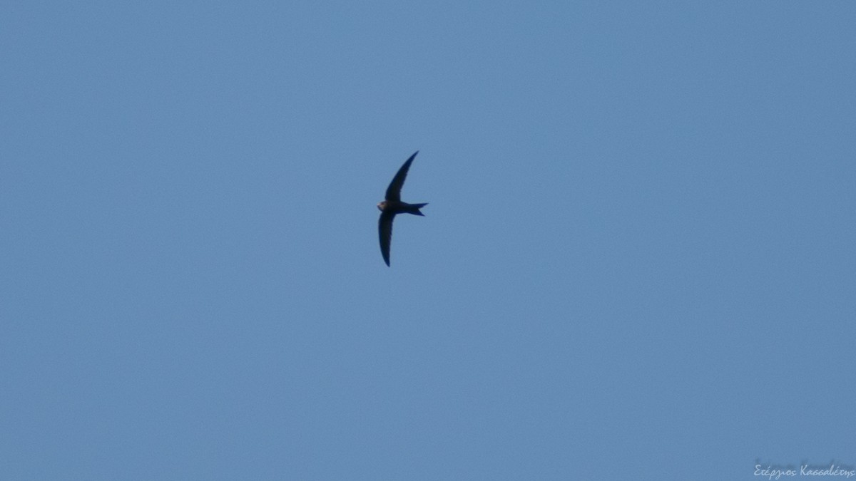 Common Swift - ML607845851