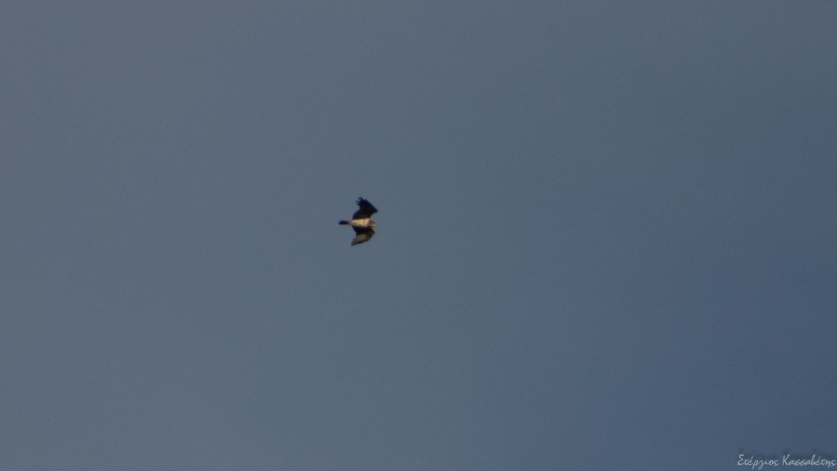 Short-toed Snake-Eagle - ML607845871