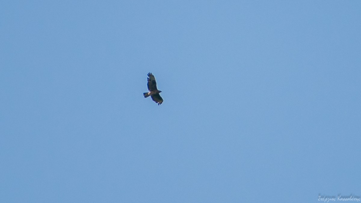 Common Buzzard - ML607845901