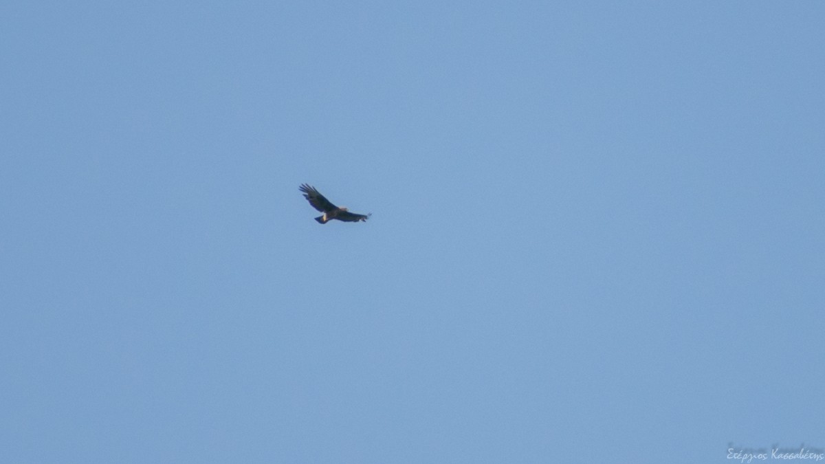 Common Buzzard - ML607845911
