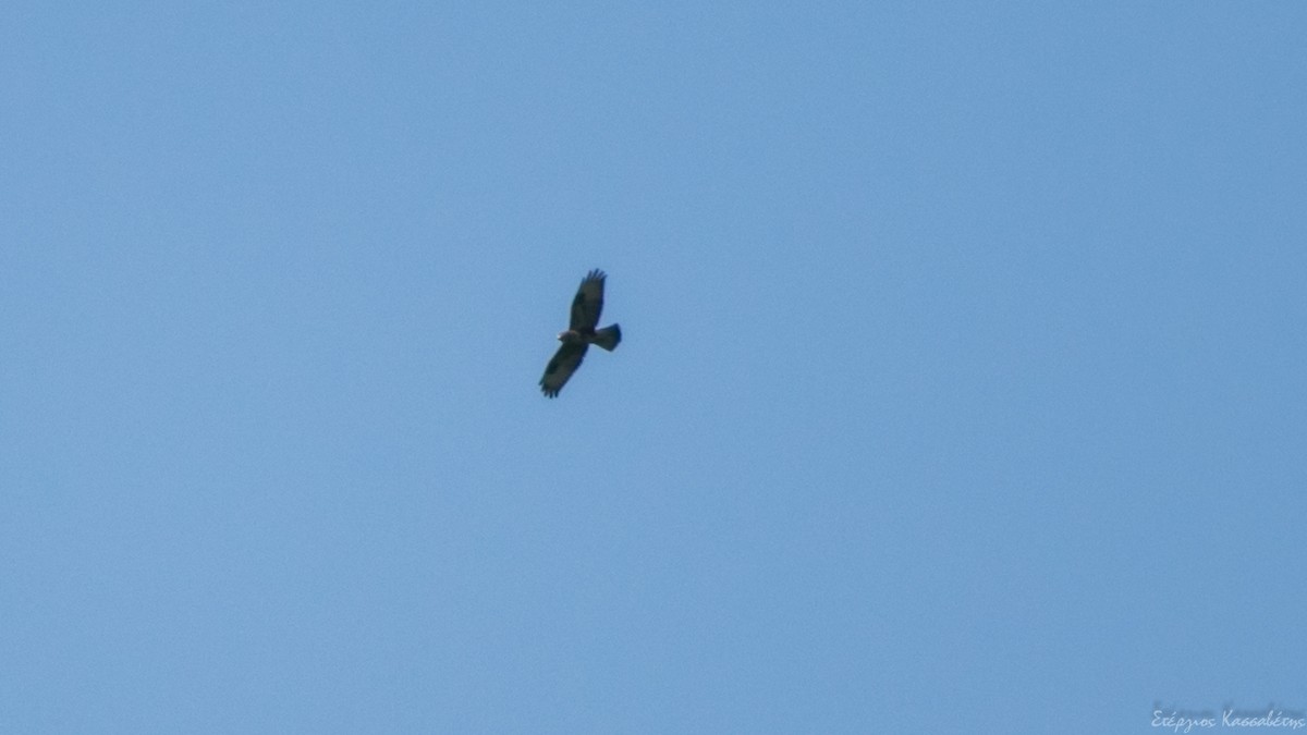 Common Buzzard - ML607845921