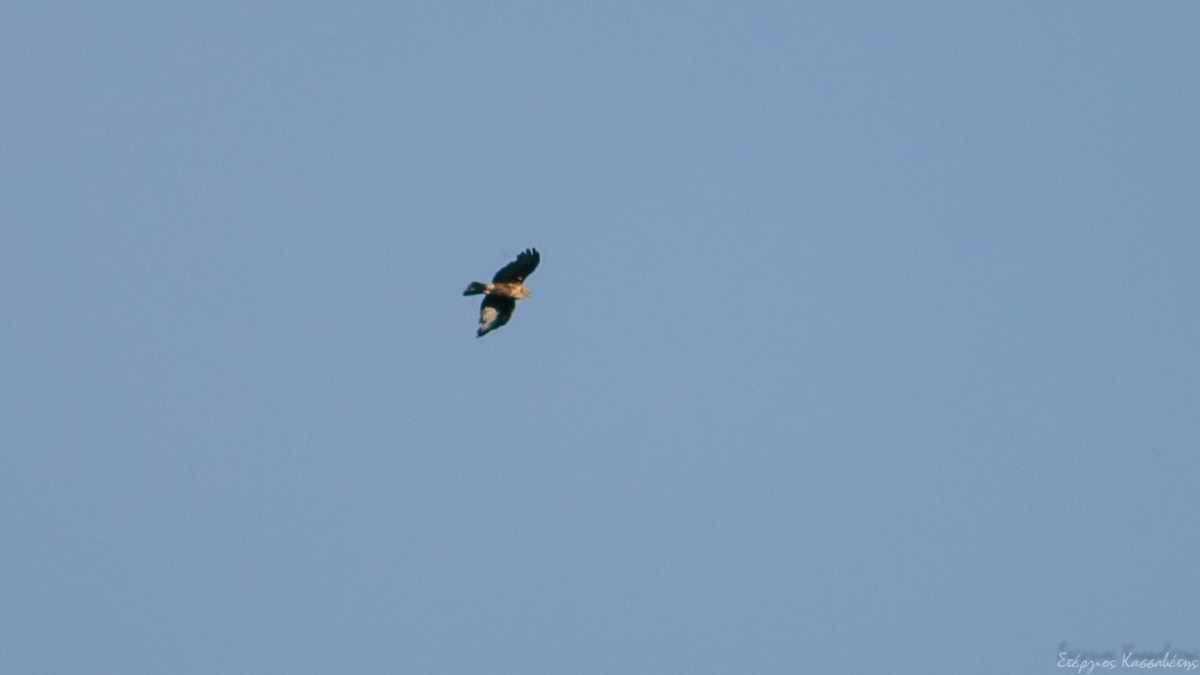 Common Buzzard - ML607845931