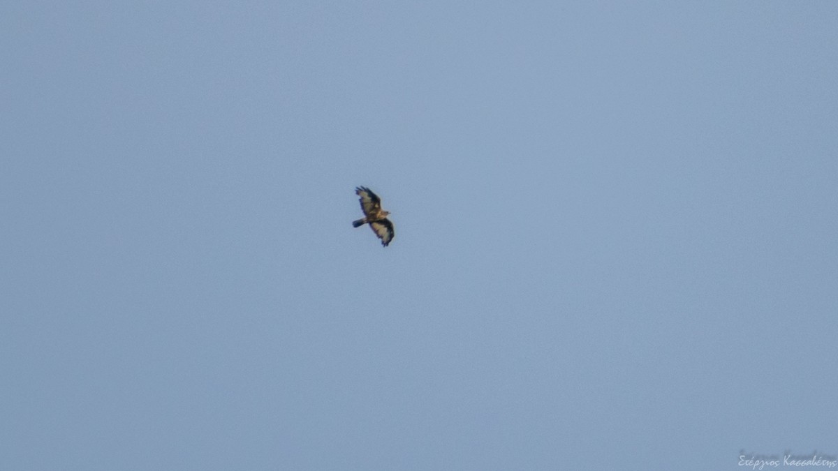 Common Buzzard - ML607845941