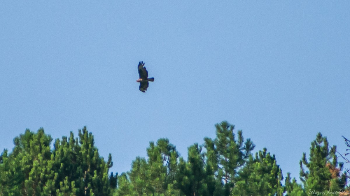 Common Buzzard - ML607845951