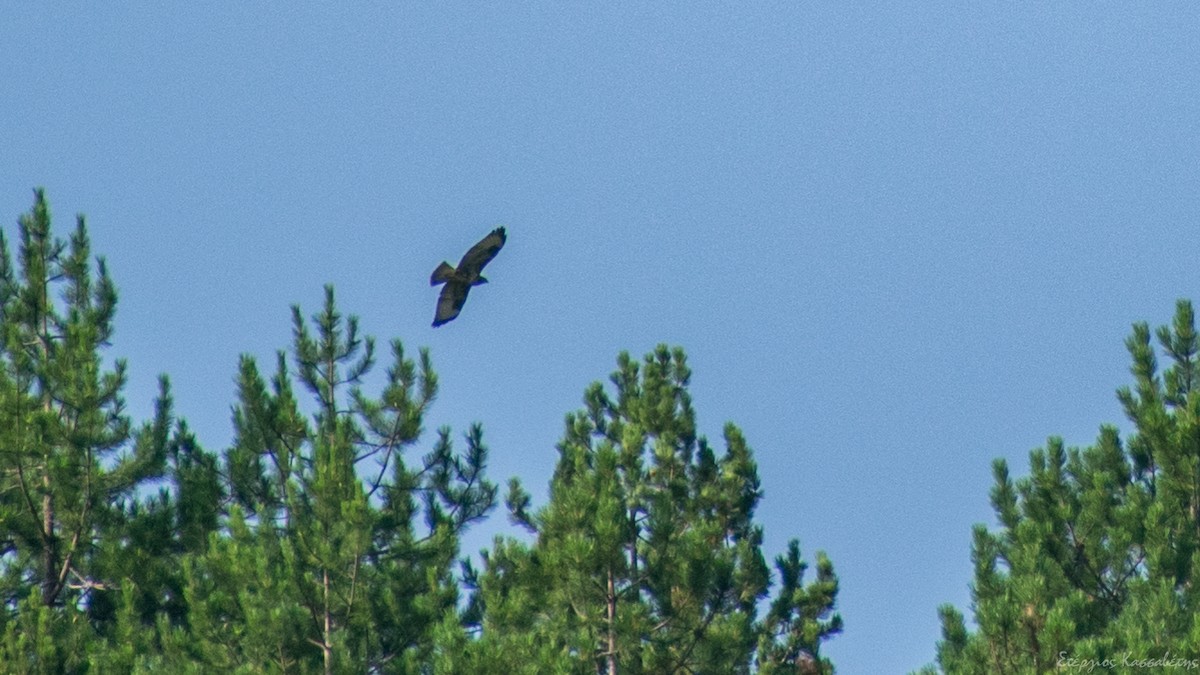 Common Buzzard - ML607845971