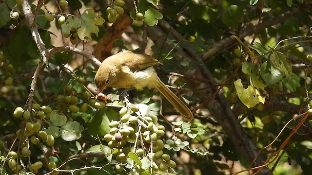 Bulbul de Zanzíbar - ML607847031