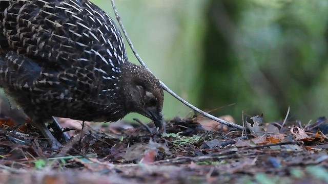 Mikado Pheasant - ML607847571