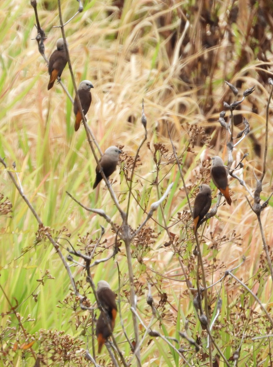 Gray-headed Munia - ML607848531