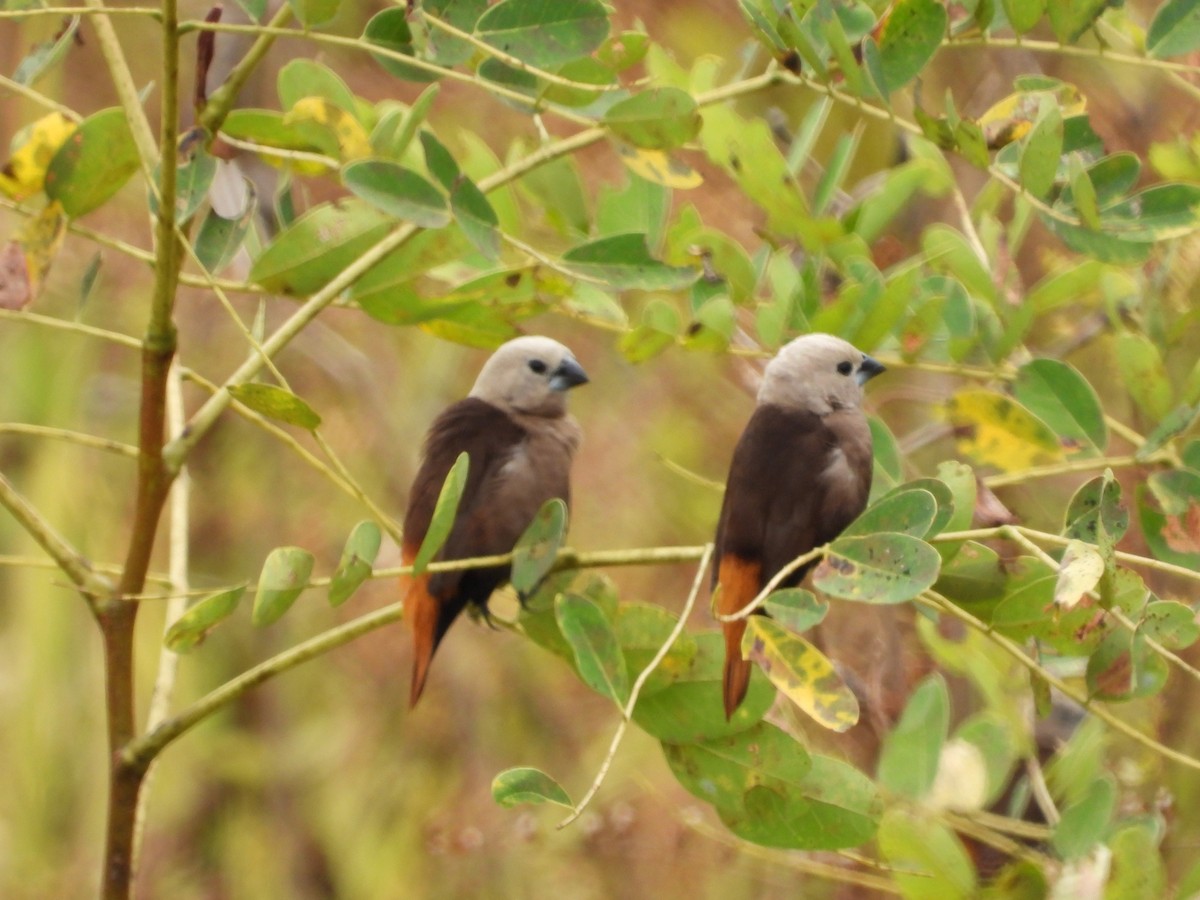 Gray-headed Munia - ML607848731