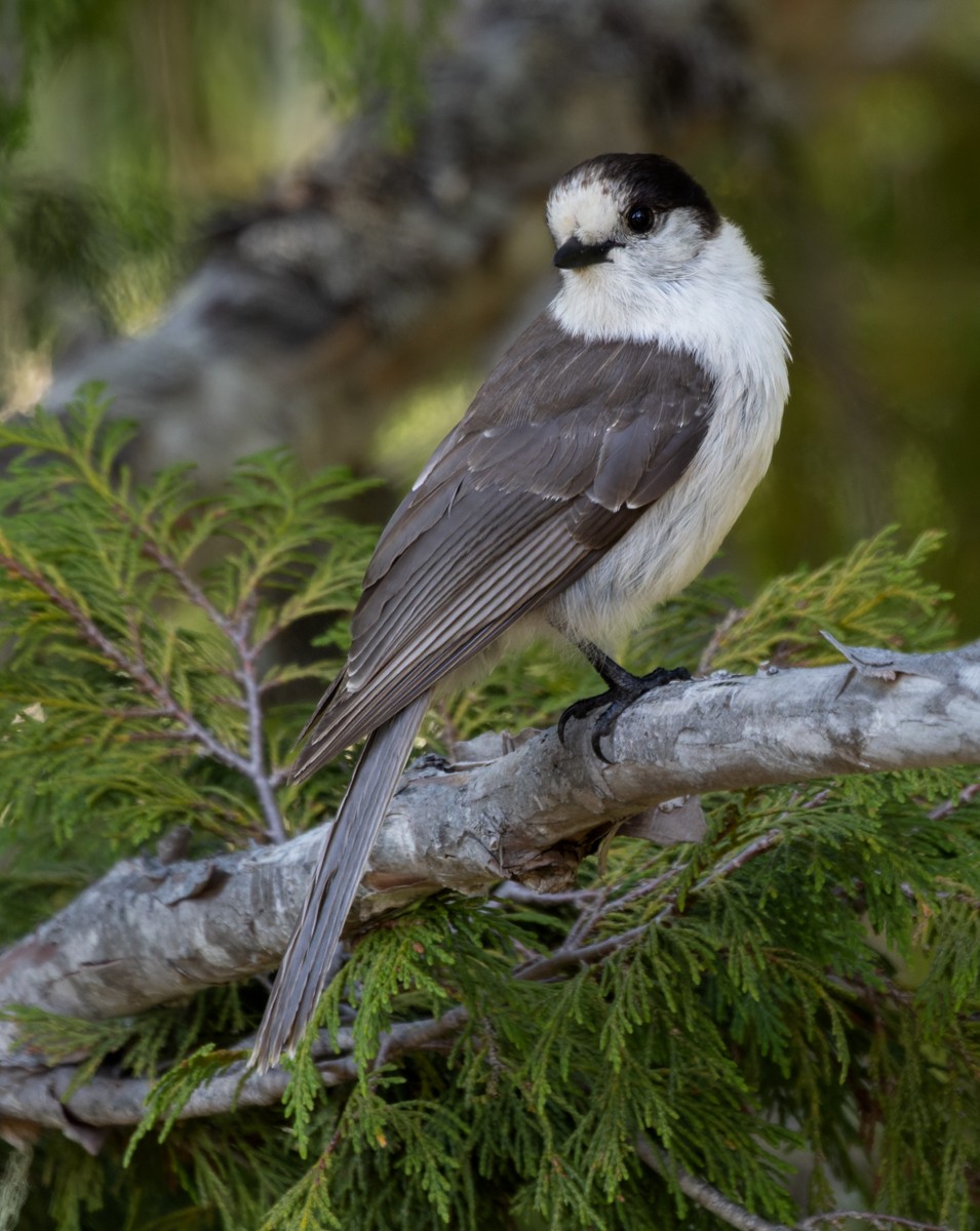 Canada Jay (Pacific) - Lars Petersson | My World of Bird Photography