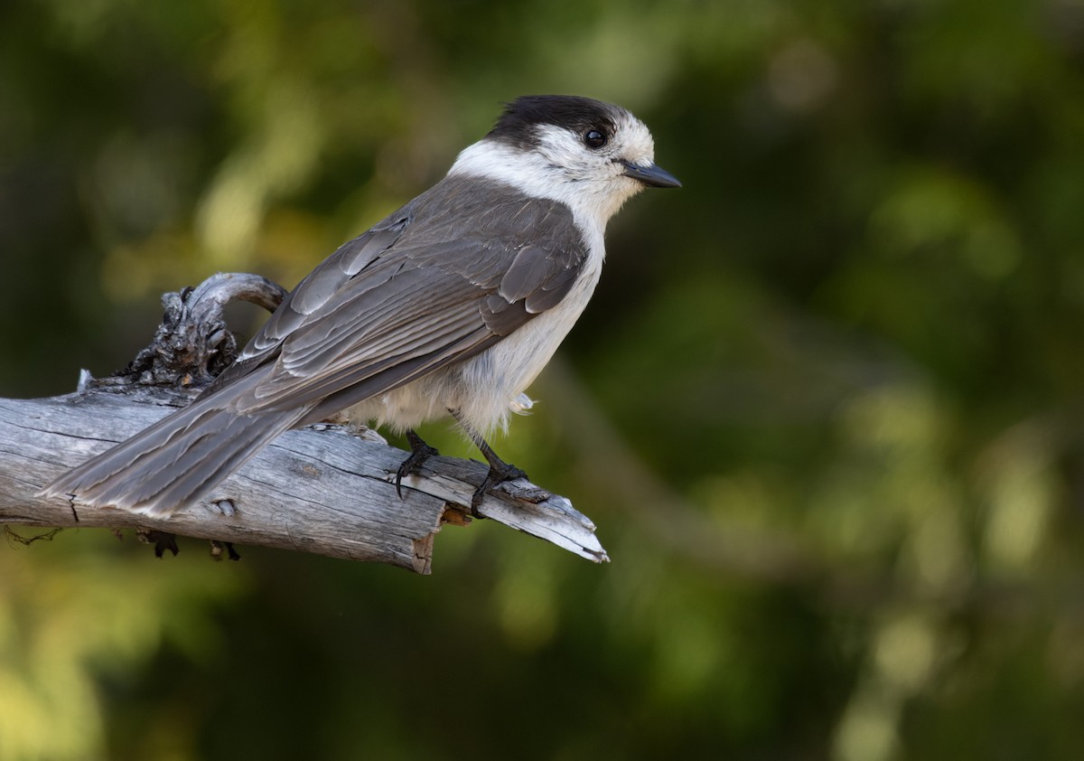 Canada Jay (Pacific) - Lars Petersson | My World of Bird Photography