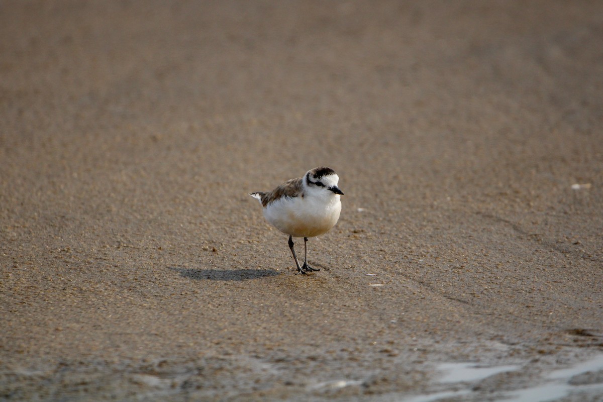 White-fronted Plover - ML607851471