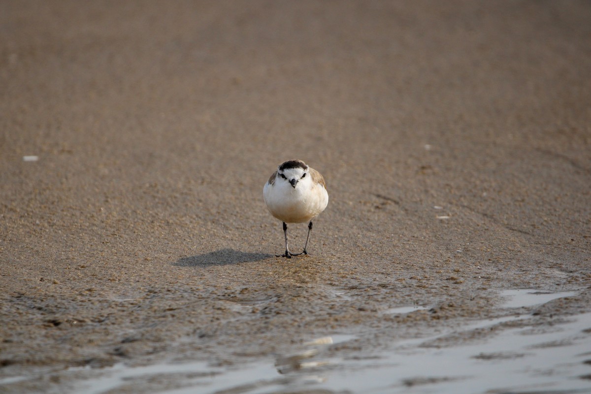 White-fronted Plover - ML607851481