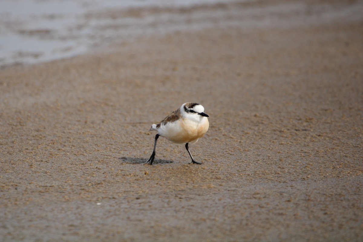 White-fronted Plover - ML607851491