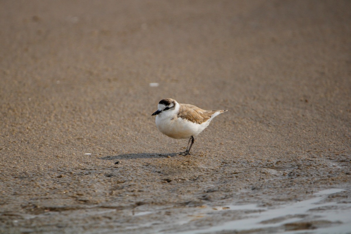 White-fronted Plover - ML607851501