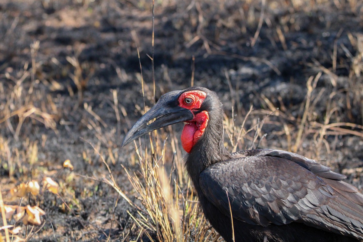 Southern Ground-Hornbill - Sam Lievense