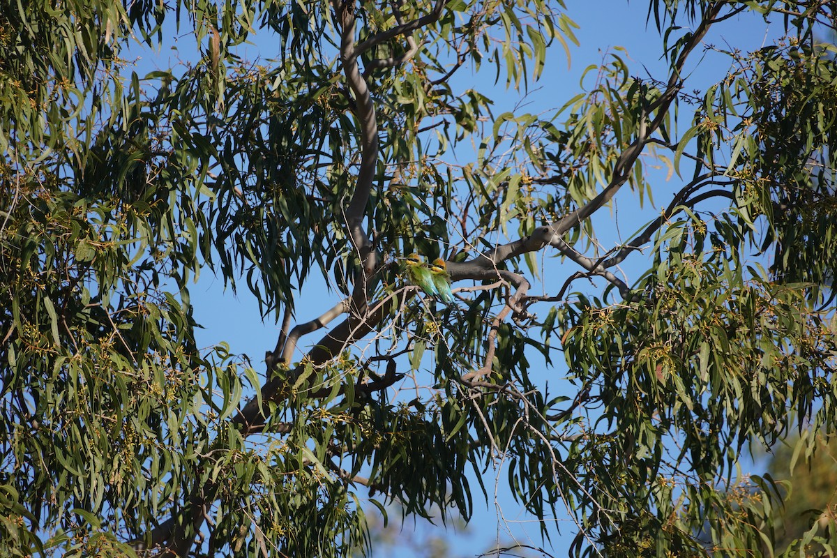 Rainbow Bee-eater - ML607853121