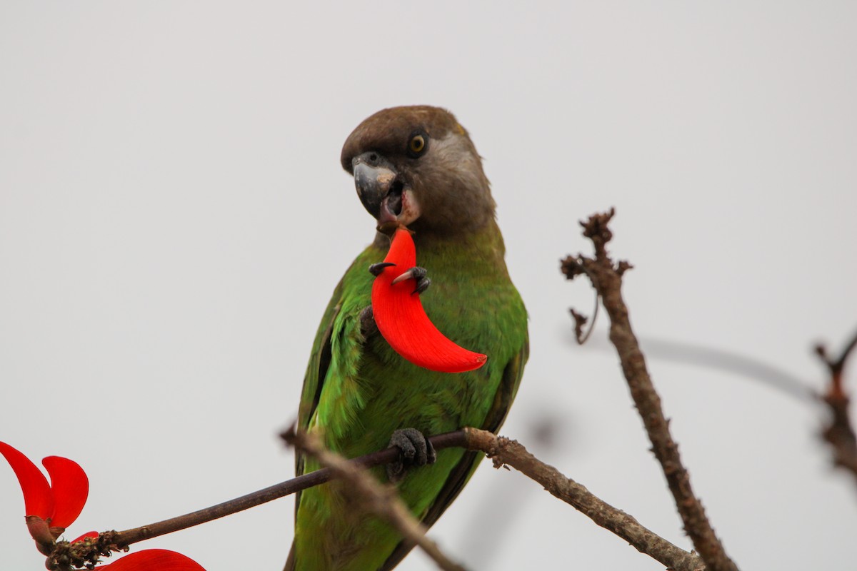 papoušek hnědohlavý - ML607853211