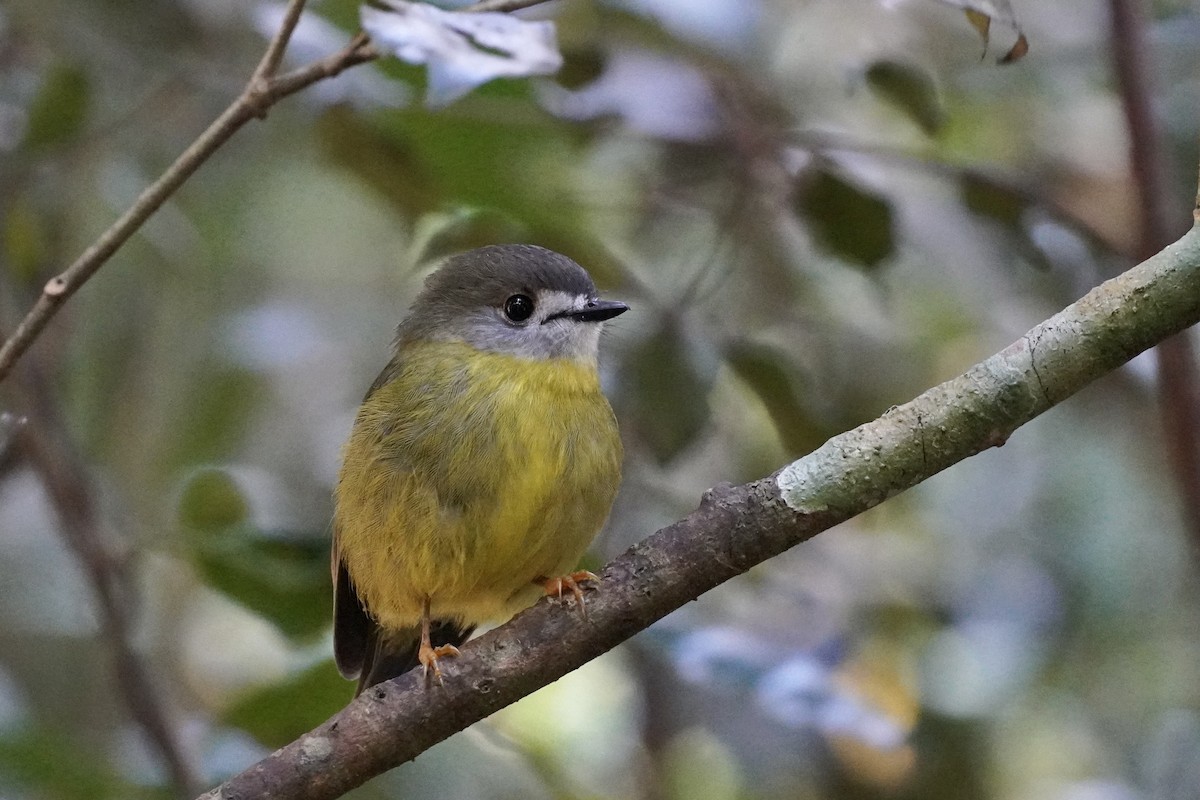 Pale-yellow Robin - ML607854001