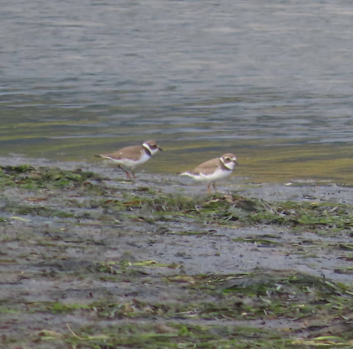 Semipalmated Plover - ML607854491