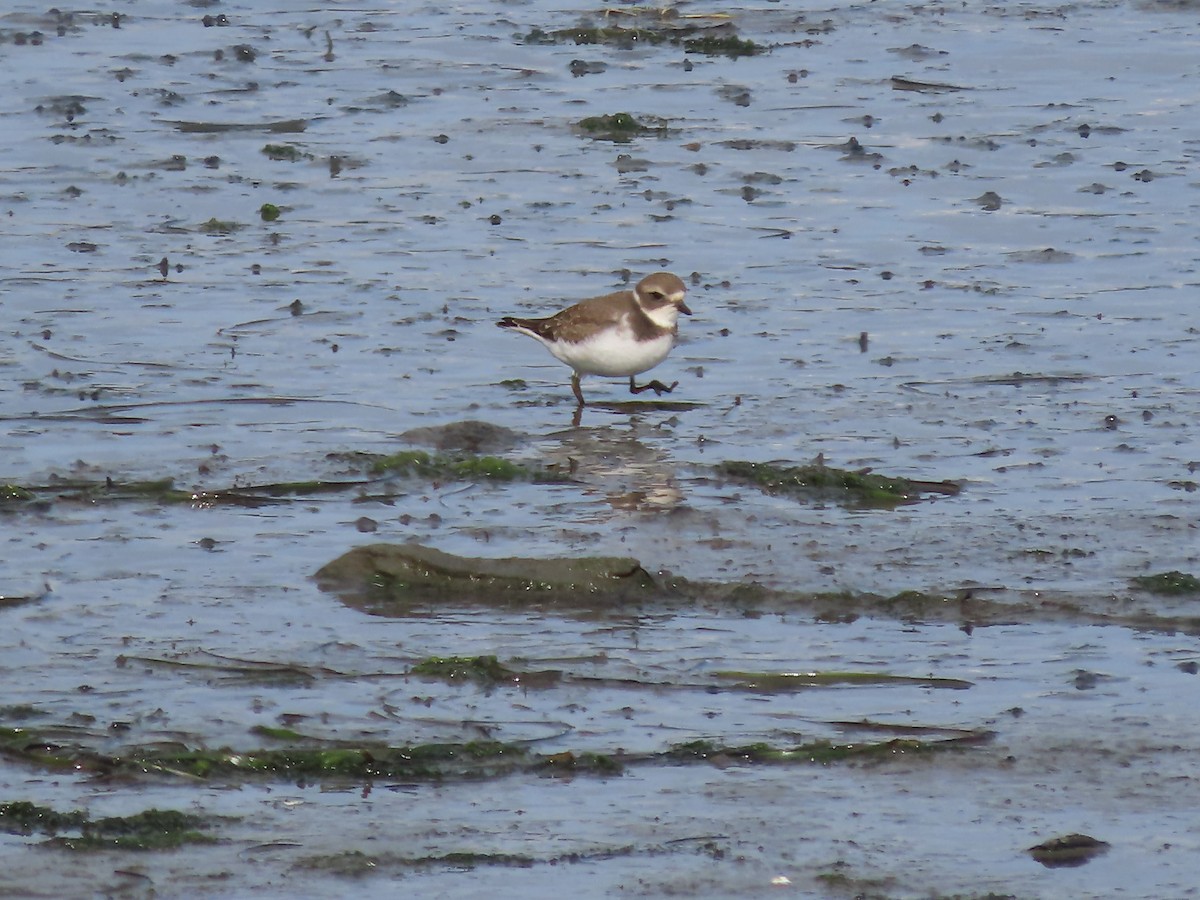 Semipalmated Plover - ML607854511
