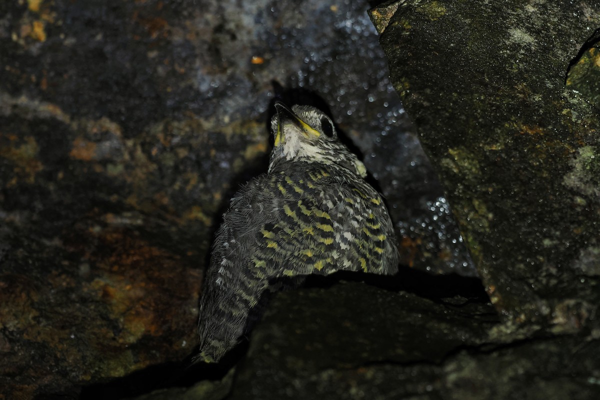 Chestnut-bellied Rock-Thrush - ML607856641