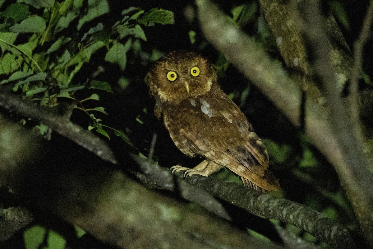 Mountain Scops-Owl - ML607856681