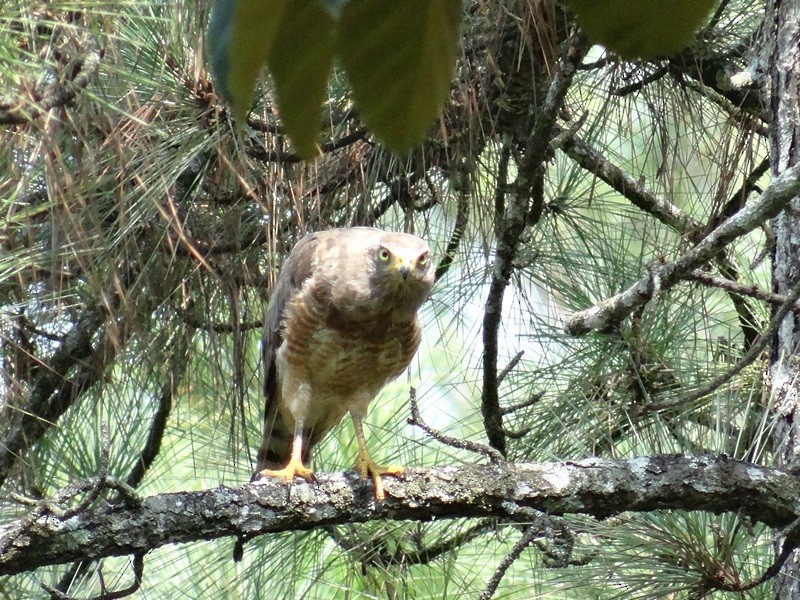 Roadside Hawk - ML60785751